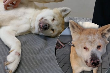 Jahrelang auf dem Balkon gefangen: Blinde Hundeoma Diva aus grausamer Haltung gerettet