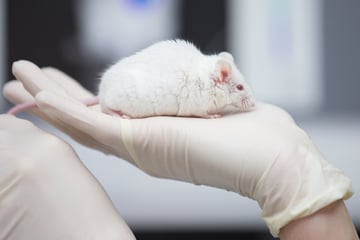 Great news: the number of animal experiments in Saxony-Anhalt is decreasing