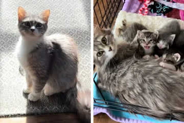 Kitten is already raising her own family in heartbreaking TikTok clip