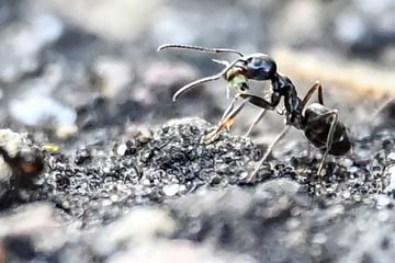Dresden: Es wuselt seit Wochen: Ameisen-Invasion lässt Rathaus kalt