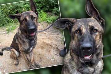 Tierretter total verliebt in jungen Hund: "Riesenbaby" will sein großes Herz verschenken