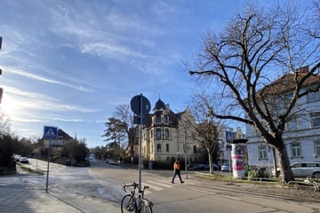 Wegen eines Straßenausbaus müssen mehrere Bäume gefällt werden