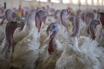 Geflügelpest in Betrieb festgestellt: Über 10.000 Tiere betroffen