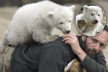Einst Medienliebling und jetzt? Was vom Knut-Hype noch übrig ist