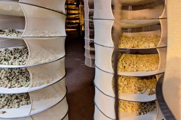 Kuhstall in Tastungen umgebaut: Polizei hebt Drogen-Plantage aus