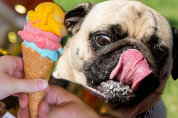 Hunde und die Hitze: Darf mein Vierbeiner eigentlich Eis schlecken?