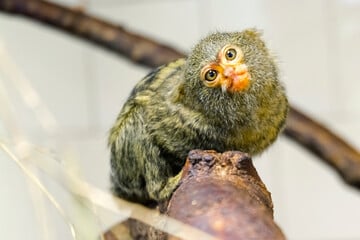 Kleinster Affe der Welt: Dieser kleine Primat passt in eine Hand