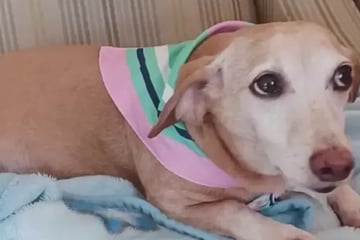 Hund geklaut: Blinder Besitzer läuft jeden Tag mehrere Kilometer