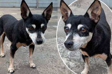Einfach ausgesetzt: Wer beschert süßer Pinscher-Omi jetzt einen gemütlichen Lebensabend?