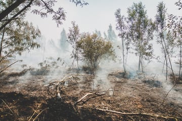 Waldbrand bei Meuselwitz: Feuerwehr arbeitet im Schichtbetrieb im Kampf gegen die Flammen