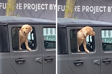 Puppy love! Golden retriever goes on the search in sweet viral TikTok clip