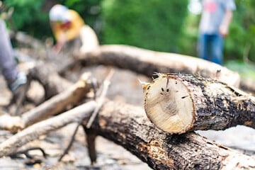 Von Ast getroffen: 36-Jähriger stirbt bei Baumfällarbeiten in einem Waldgebiet