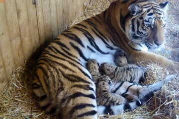 Fünflinge! Tigerdame Stormi macht Zoo Magdeburg stolz