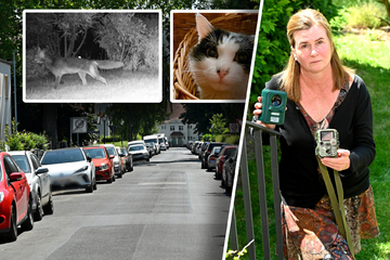 Dresden: Laubegast zittert vorm Katzen-Killer: Fuchs unter Verdacht