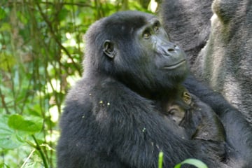Ähnlich wie Menschen: Warum Gorilla-Weibchen lange nach der letzten Geburt weiterleben