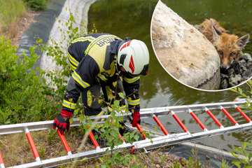 Feuerwehreinsatz im Erzgebirge: Fuchs verirrt sich in Löschwasserteich