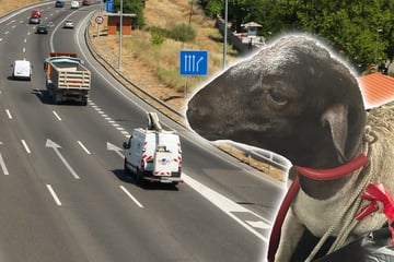 Köln: Wolliges Verkehrschaos: Schäfchen büxt aus und blockiert die A1