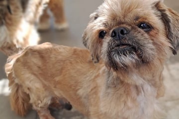 Herrenlos und verwahrlost auf der Straße: Fundhund Ronny sucht ruhiges Zuhause