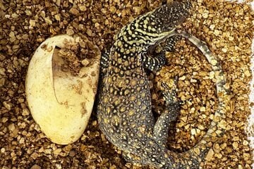 Riesiger Zuchterfolg im Leipziger Zoo: "Ist der beste Moment meiner Karriere"