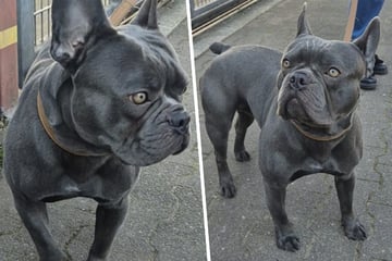 Einfach wieder abgeschoben: Junge Bulldogge Gizmo muss jetzt neues Zuhause suchen