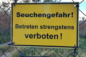 Hunderte tote Kraniche: Geflügelpest in Brandenburg breitet sich aus