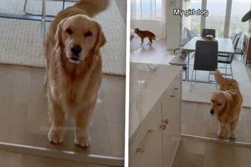 Golden Retriever bettelt um Aufmerksamkeit: Was seine Schwester tut, sorgt für Lachkrämpfe