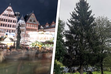 Frankfurt: Frankfurt hat seinen Weihnachtsbaum gefunden: Die Auswahl sorgt für Diskussionen