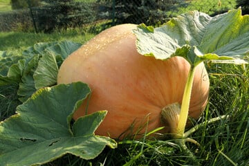 So kannst Du in Deinem Garten einen Riesenkürbis züchten