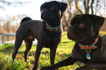 Leipzig: Kaleo möchte nicht ins Tierheim! Das Alleinebleiben fällt dem Mops doch so schwer