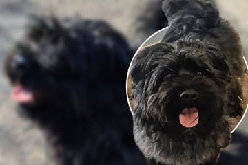 Für kleinen Havaneser war keine Zeit mehr: Darum sucht Kuba jetzt spezielle Menschen