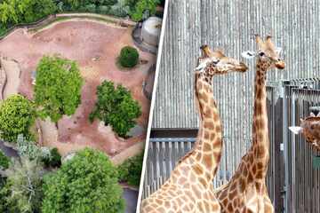 Kopf hoch! Dresdner Giraffen-Gehege ist fertig