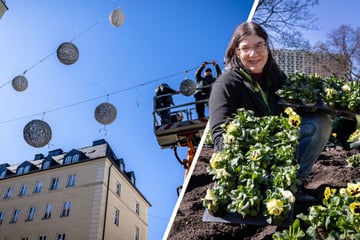 Chemnitz: Der Frühling kann kommen: Chemnitz hübscht die City auf