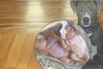 Hund wird mit Zwillingsbabys konfrontiert: Eine Sache bringt den Vierbeiner zum Verzweifeln