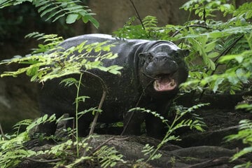 Berlin: Tschüss, Toni: Berlins beliebtes Mini-Hippo geht auf große Reise