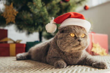 Weihnachten mit Katzen - Wo lauern die 5 größten Gefahren?