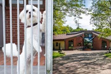 Dresden: Nur für Zweibeiner: Tierheim in Dresden öffnet seine Türen