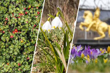 Frühlingsgefühle in Sachsen: Hier lässt sich die Blütenpracht schon jetzt bestaunen!