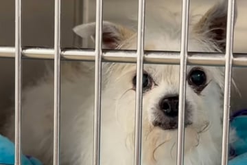 Familie gibt ihren elfjährigen Chihuahua ins Tierheim: Begründung bricht dort allen das Herz