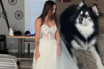 Husky sieht Besitzerin zum ersten Mal im Brautkleid: Die Reaktion des Hundes verzückt so viele