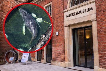 Wegen "Timmy": Meeresmuseum noch immer mitten im Shitstorm