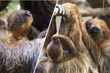 Baby-News im Dresdner Zoo: Marlies zum zehnten Mal Mama!