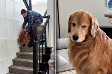 Golden Retriever verhält sich seltsam, Tierarzt ist ratlos: Doch Frauchen löst das Rätsel