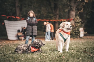 Liebe auf vier Pfoten: Bark Date startet neue Saison in Erfurt