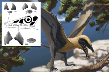 Besucher von Dinosaurierpark gelingt spektakulärer Fund