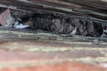Retter befreien Katze aus dieser Falle: Was sie dann herausfinden, raubt ihnen den Atem
