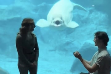 Beluga whale hilariously steals the show during romantic proposal!