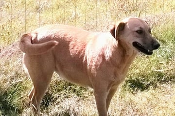 Hund wird seit sechs Jahren vermisst: Was dann passiert, lässt alle Helfer den Atem anhalten