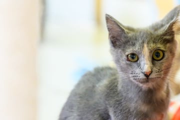 Kämpferin auf drei Pfötchen: Katze Gina hat Schreckliches überlebt, jetzt soll alles besser werden