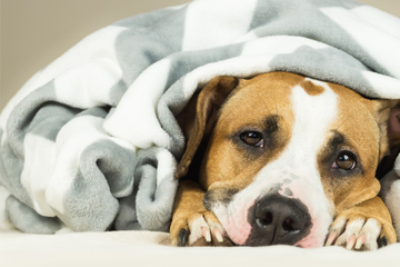 Müde Augen und der Hund schläft viel? 9 mögliche Ursachen