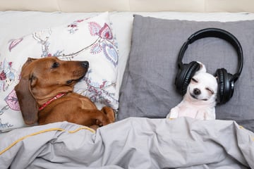 Hunde und Musik: Reggae als Heilmittel gegen Trennungsangst?